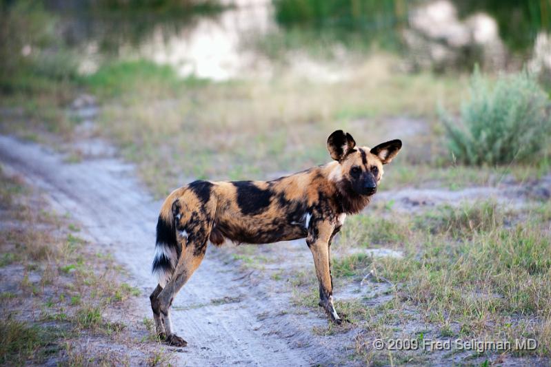 20090617_175739 D3 X1.jpg - The social structure of the Wild Dog is extremely interesting since it is different from other African animals.